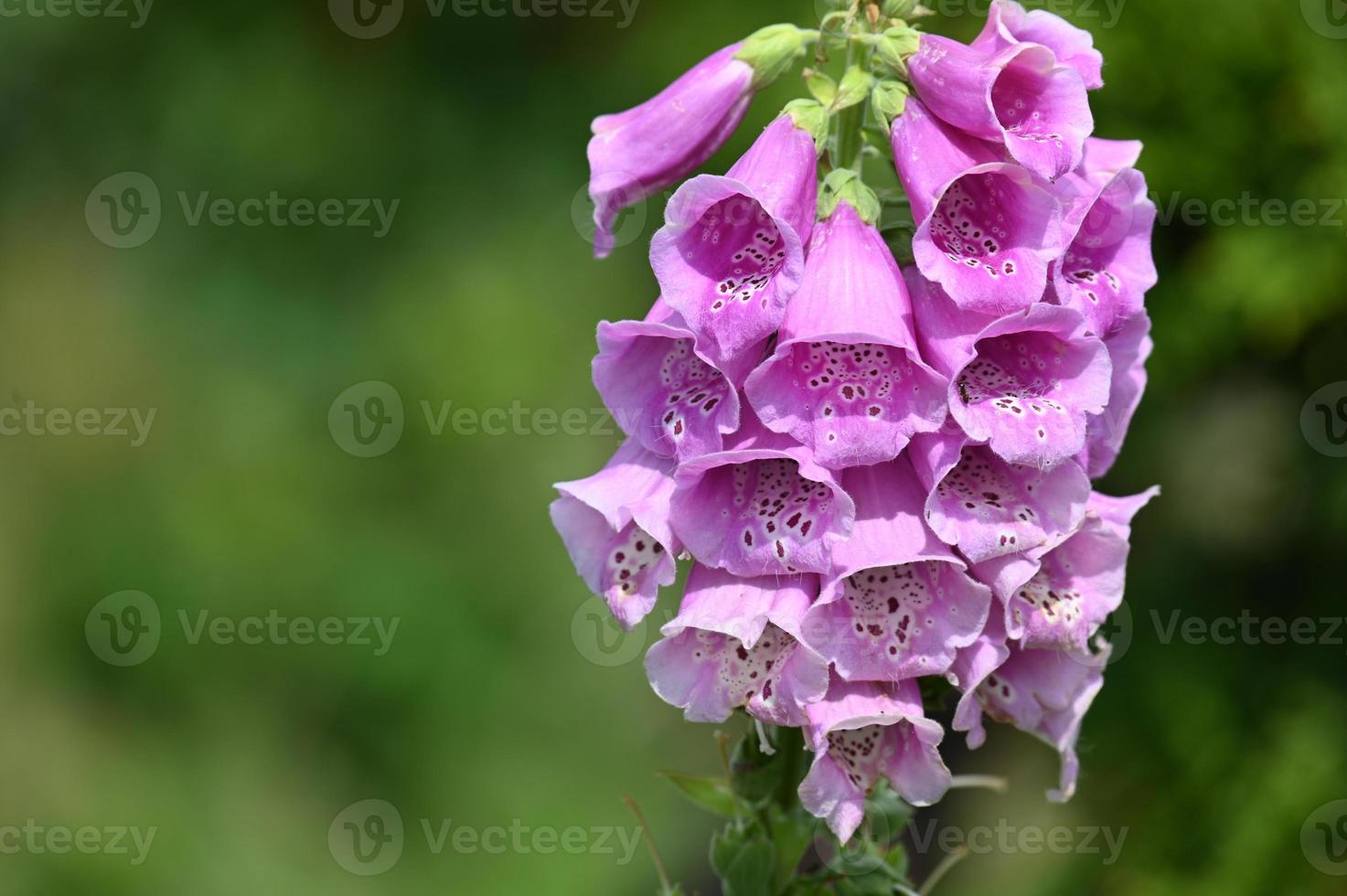 meerjarige park bloemen roze bloemen foto