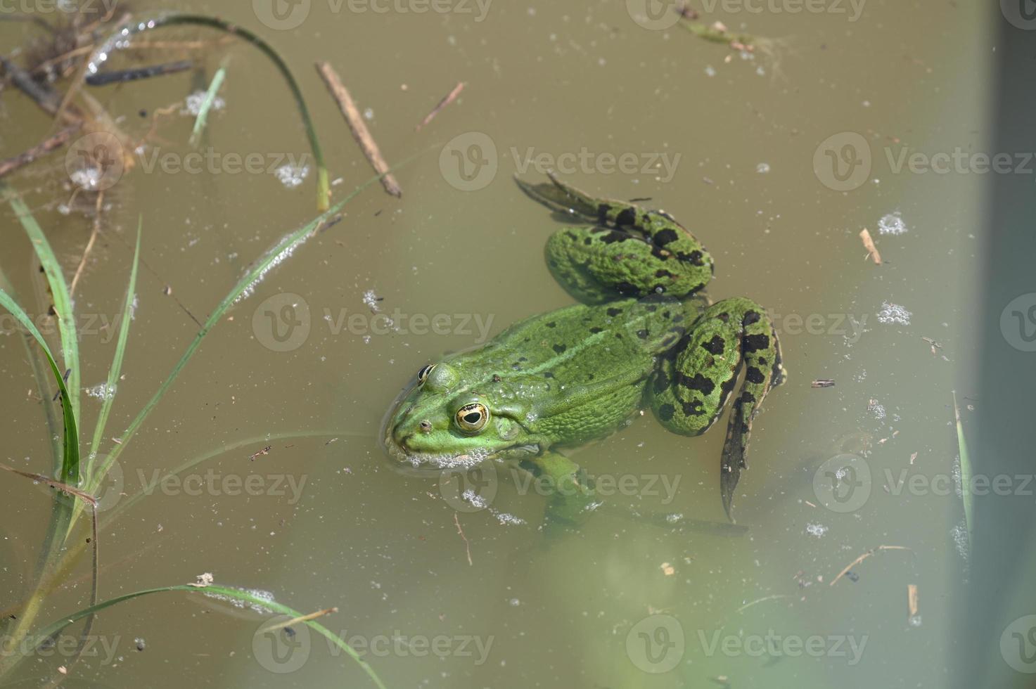 een grote groene kikker aan de kust foto