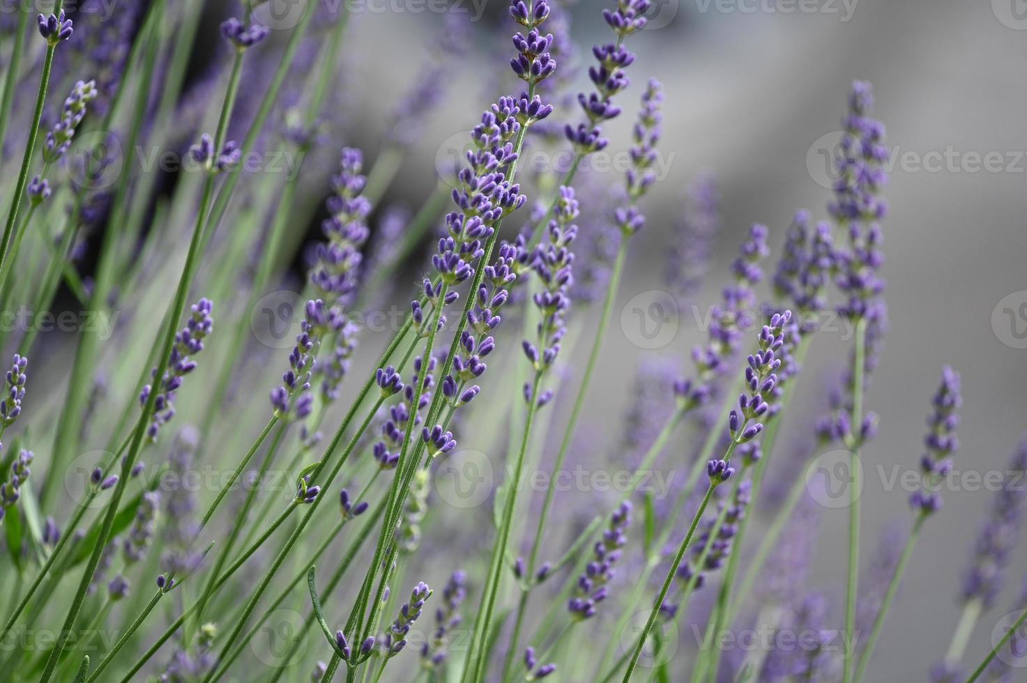 kleine paarse lavendel bloemen foto