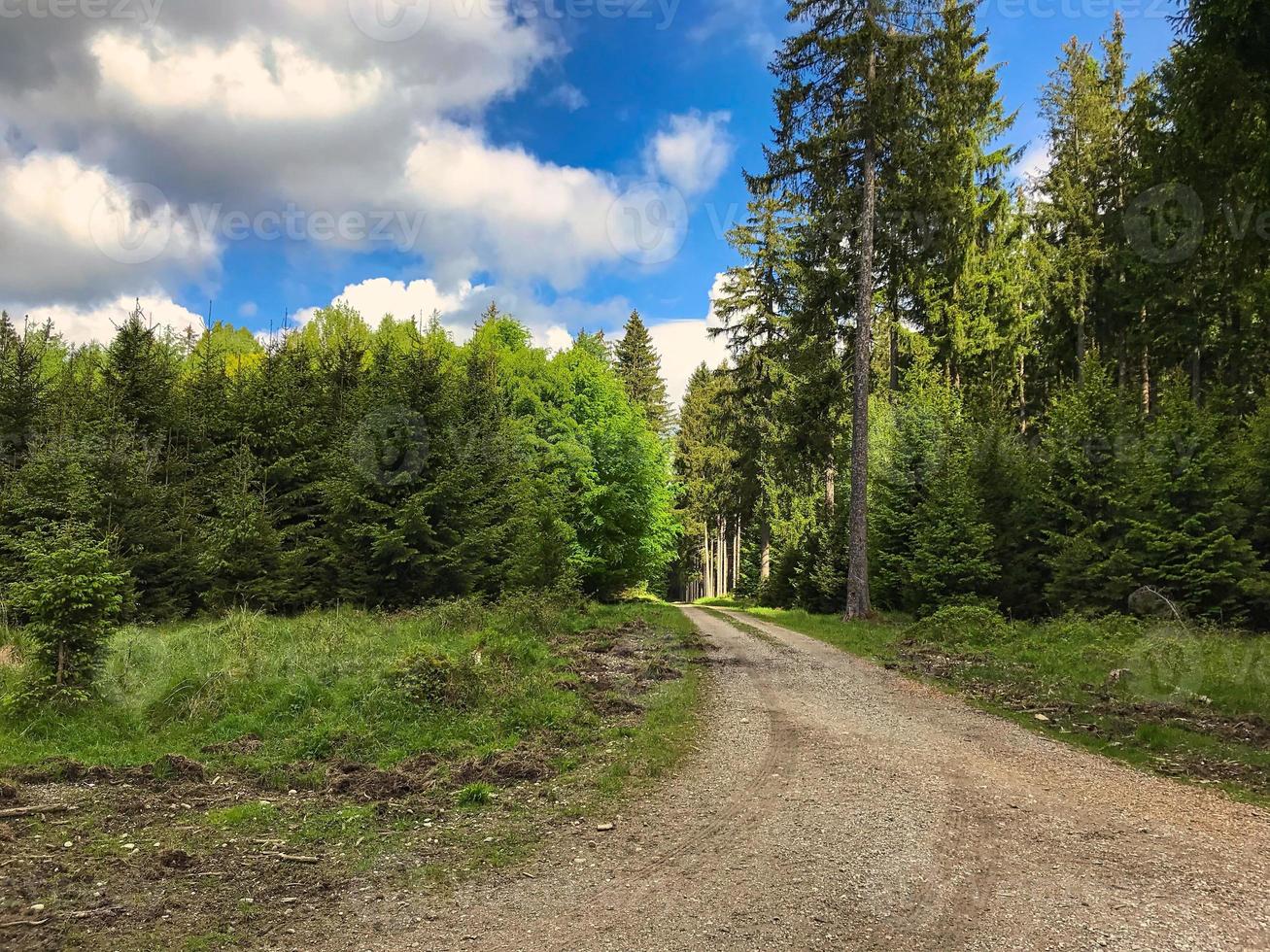 verdwijnpunt van een fietspad midden in een Duits bos foto