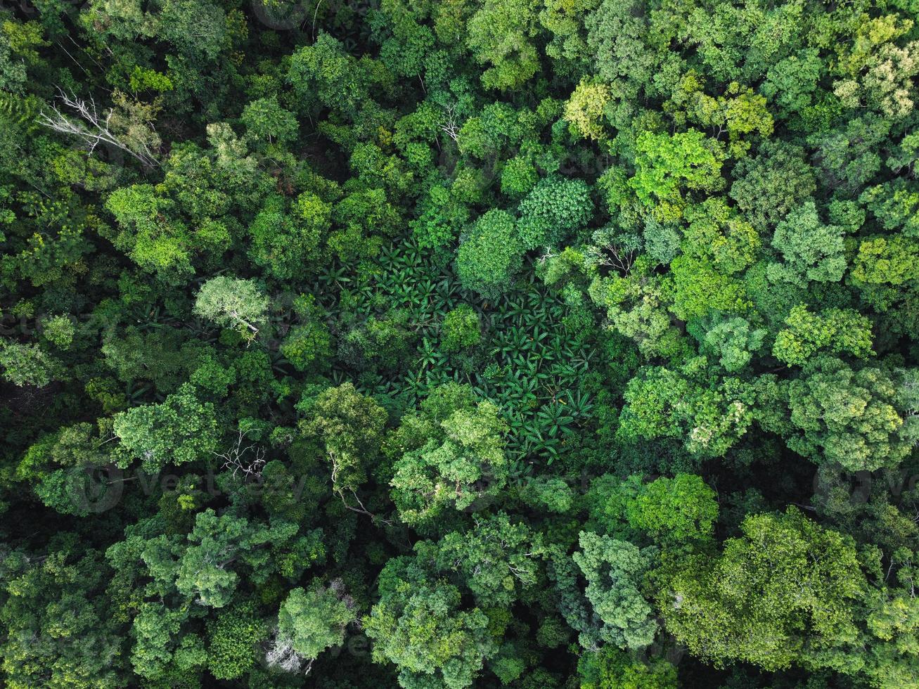 groen bos in de tropen van bovenaf foto