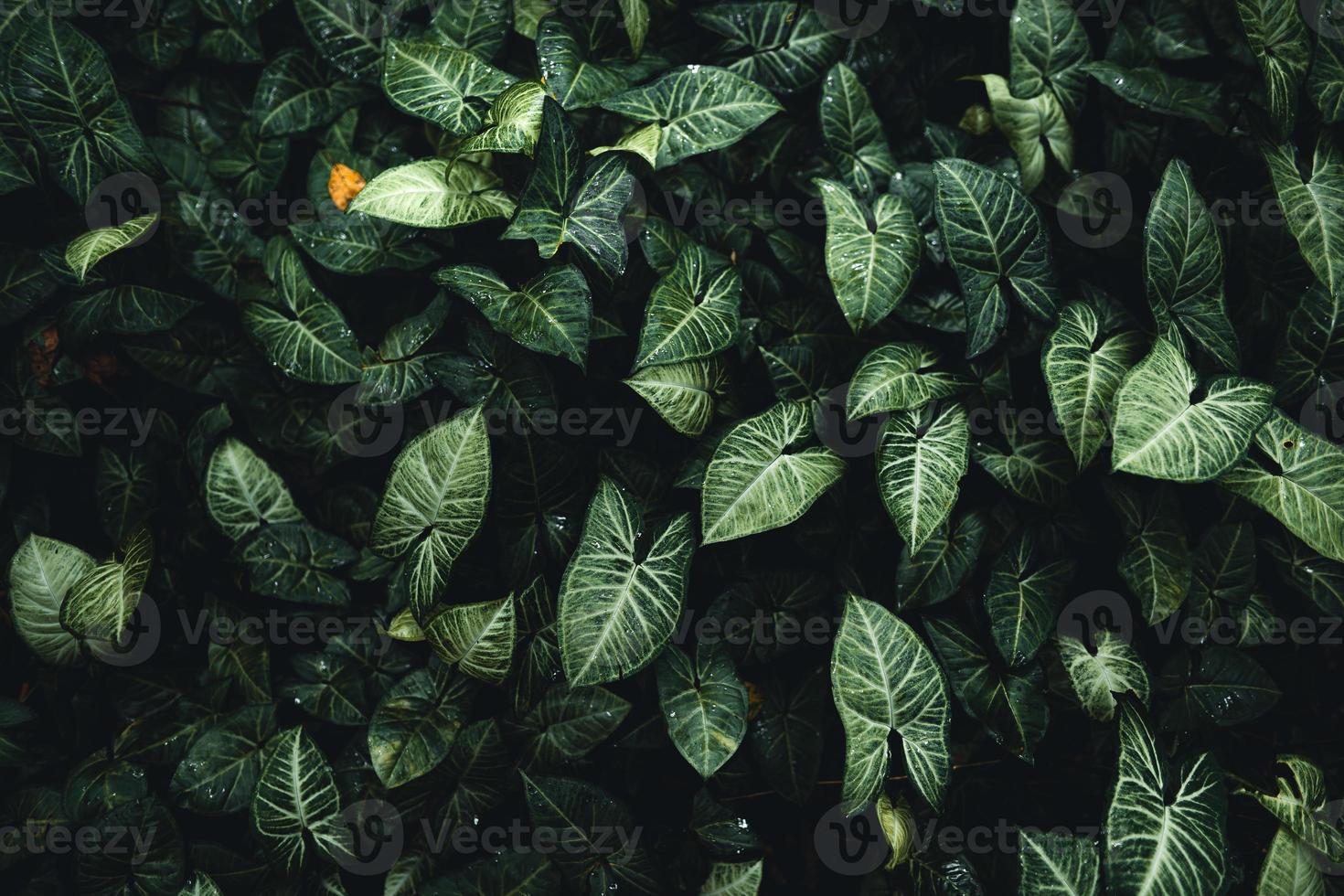 groene bladeren natuurlijke achtergrond tropische bladachtergrond, foto