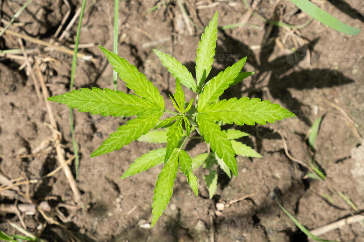 jonge groene spruit van marihuana in de buitenlucht, cannabisplant foto