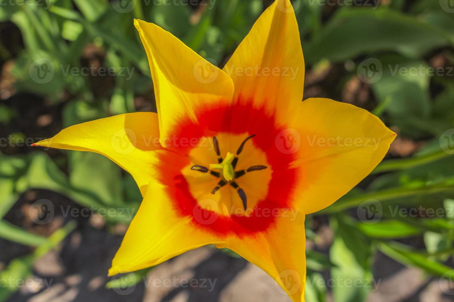 bloemen in keukenhof park te lisse nederland foto