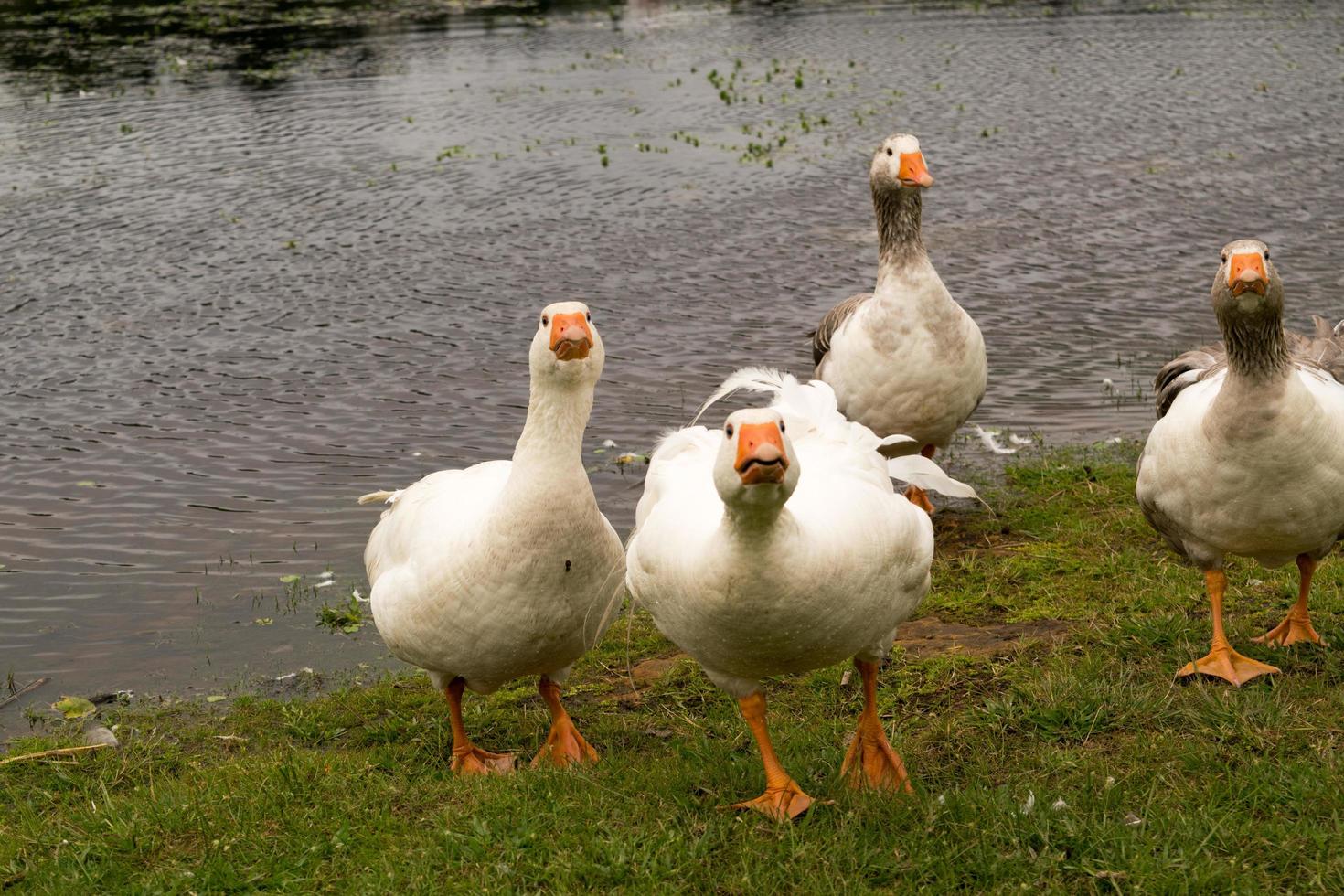 ganzen bij het water foto