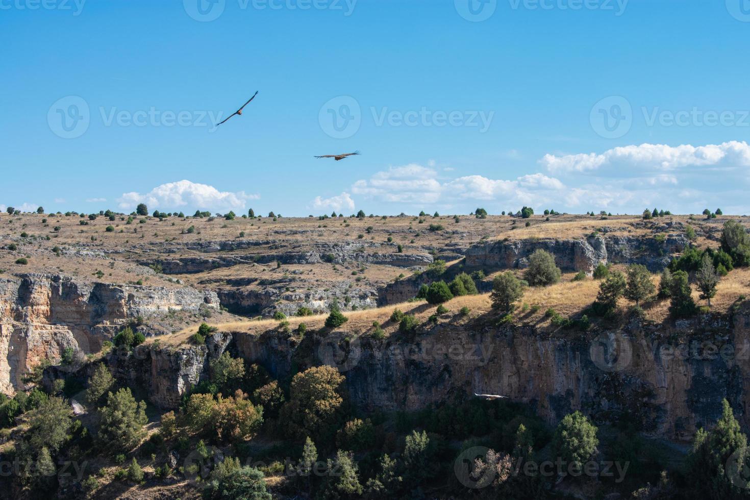 vale gieren die over de rivier vliegen foto