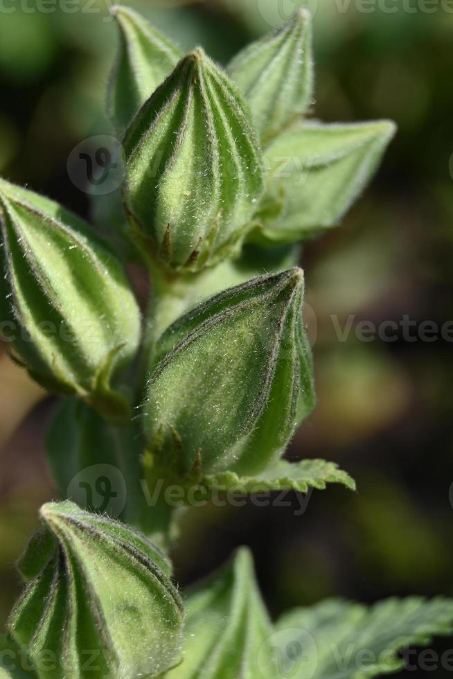 groene knoppen van mirre foto