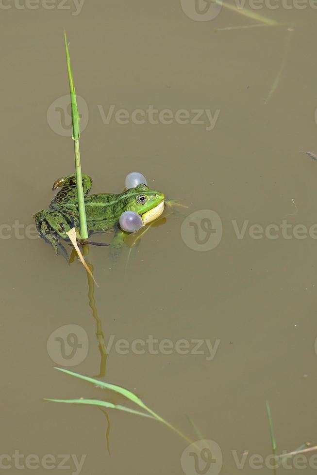 een groene kikker aan de stengel van een gras dat in het water groeit foto