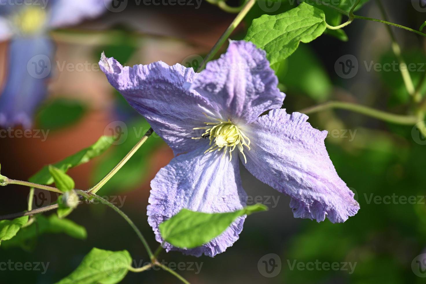 blauwe ring van klimmende heks clematis foto