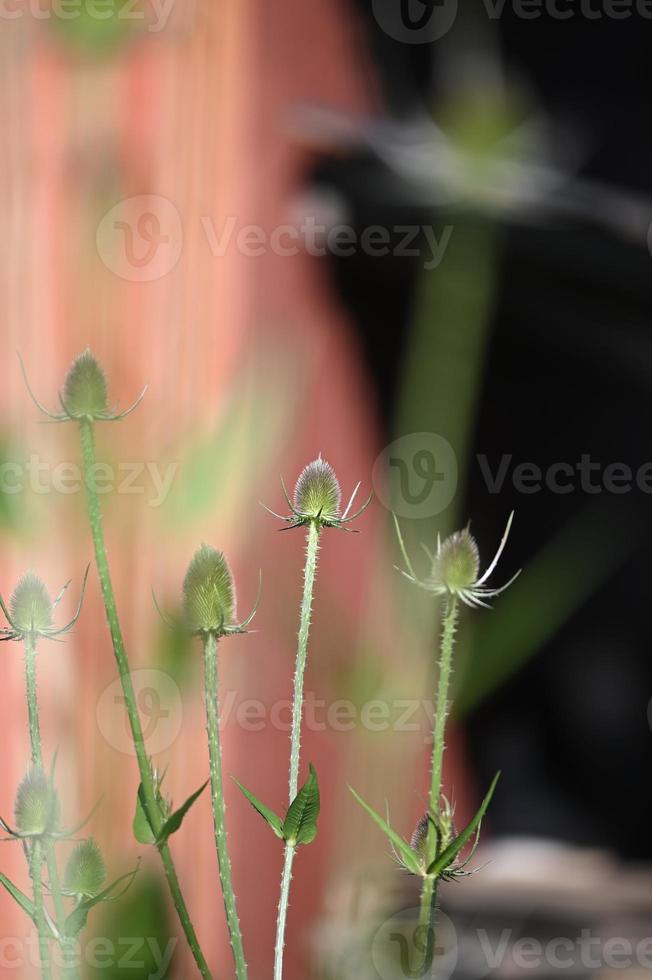 wilde plantenspecht dipsacus sativus foto