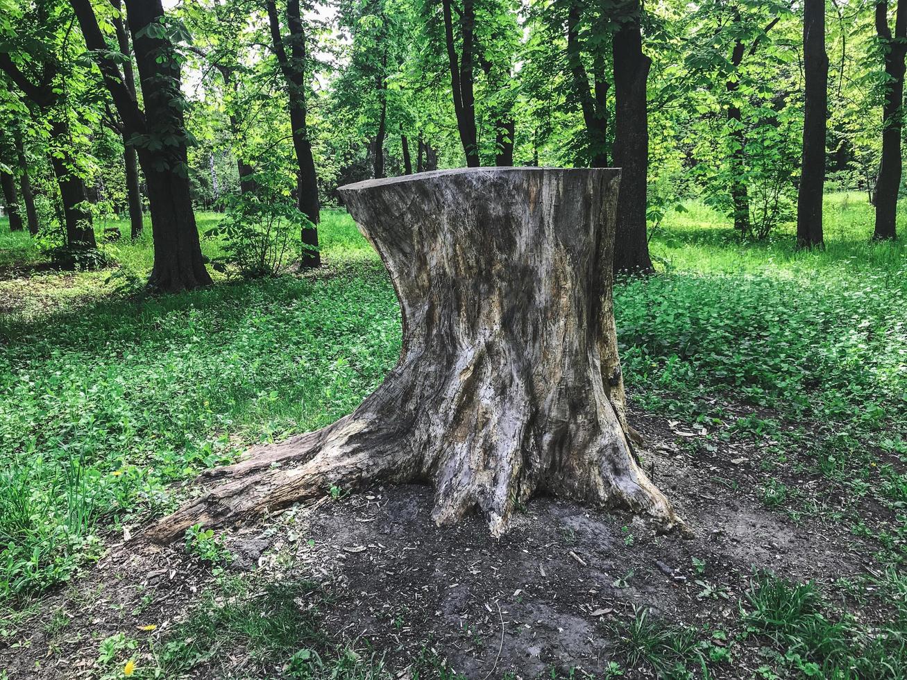 de grote stronk in het groene woud. Charkov, Oekraïne foto