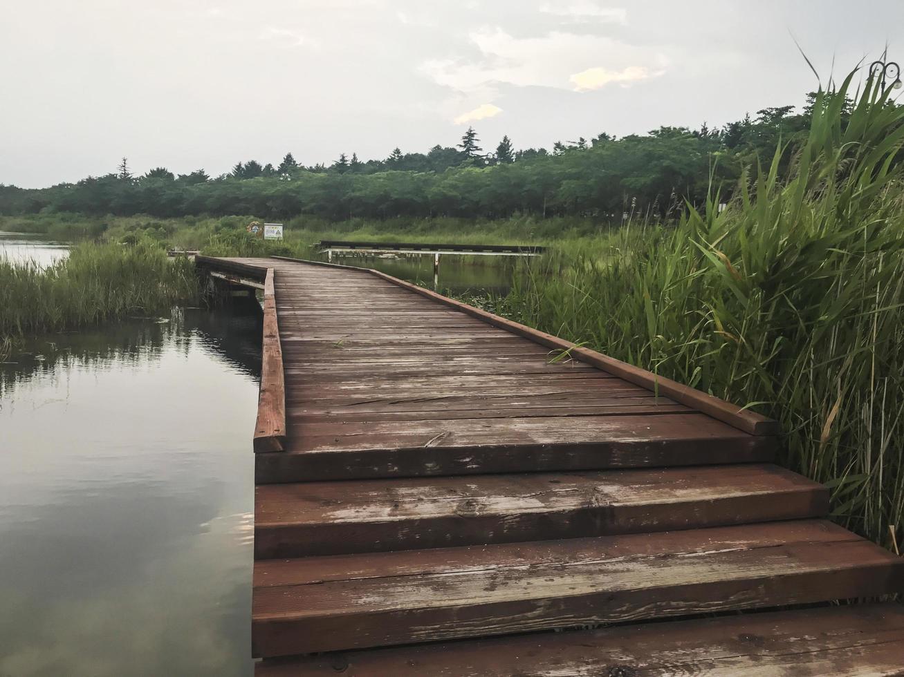 de houten pier begroeid met riet op het meer van Sokcho City, Zuid-Korea foto