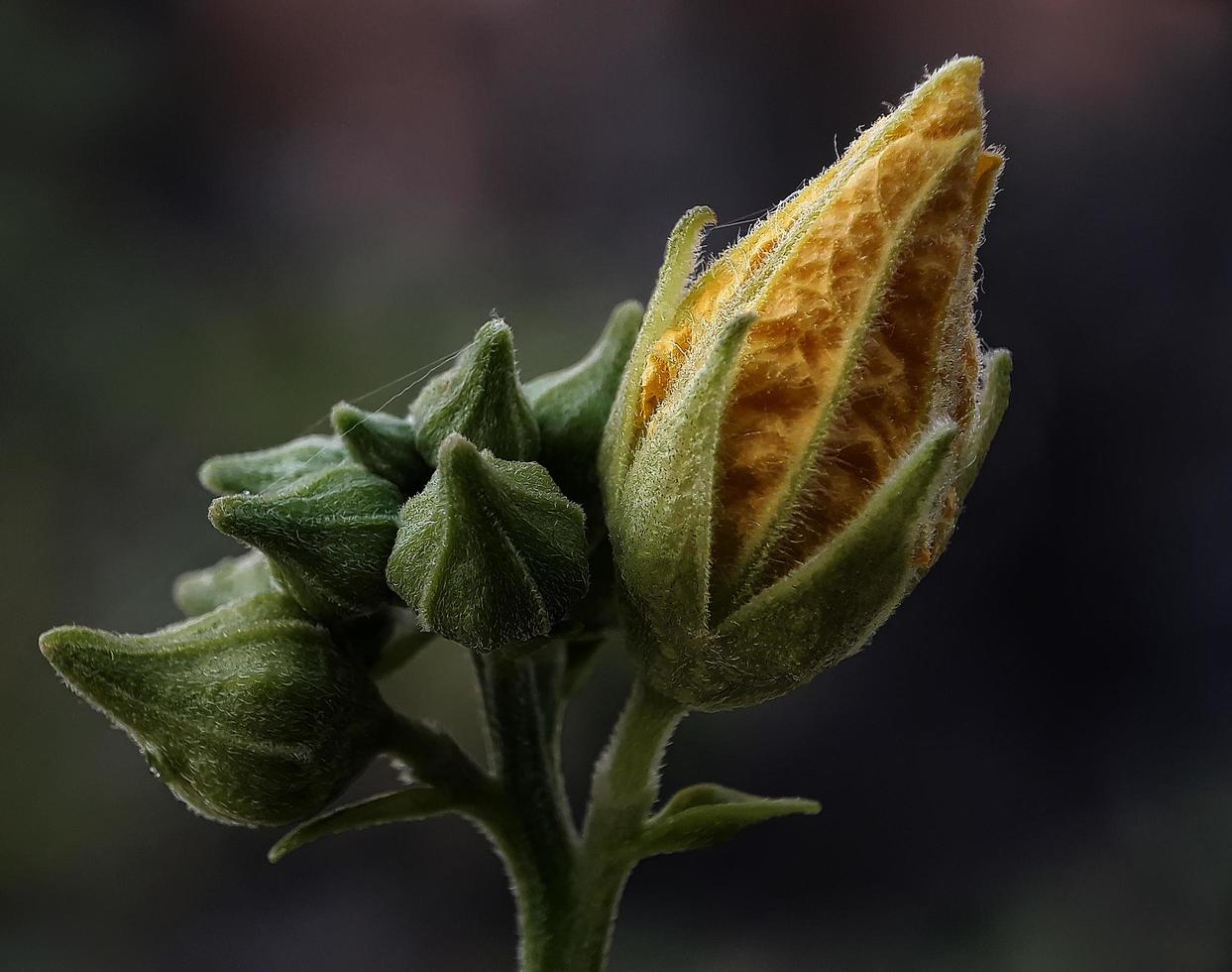 bloem op donkere kleur achtergrond foto