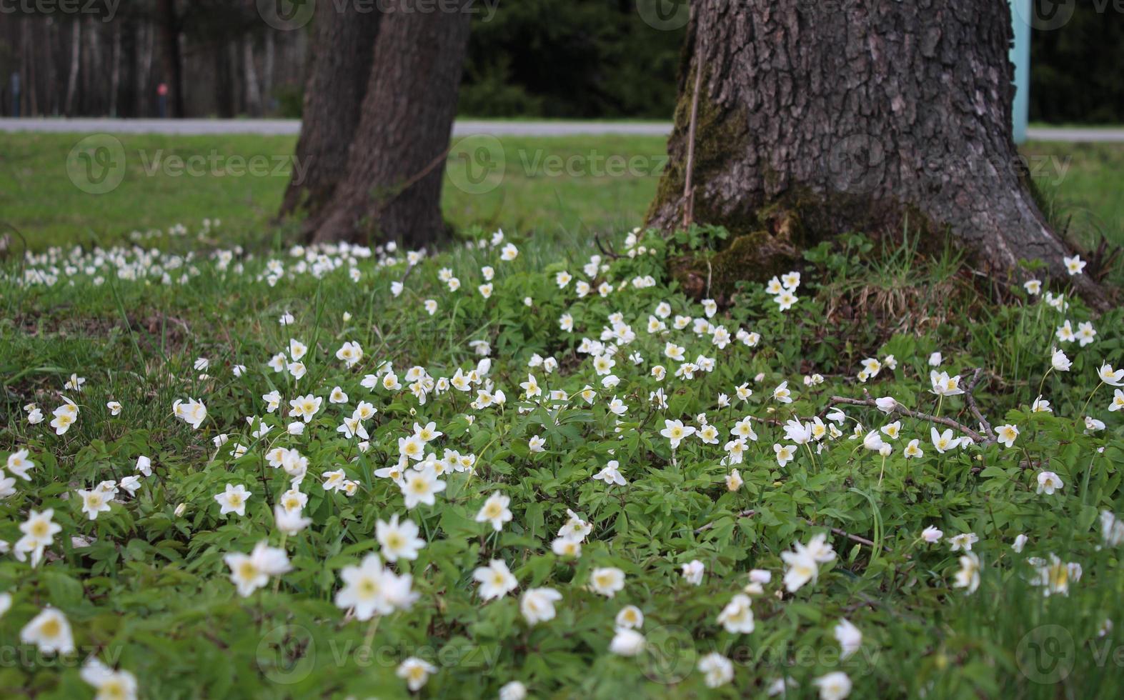 fantastische primula's in het vroege voorjaar in het bos foto