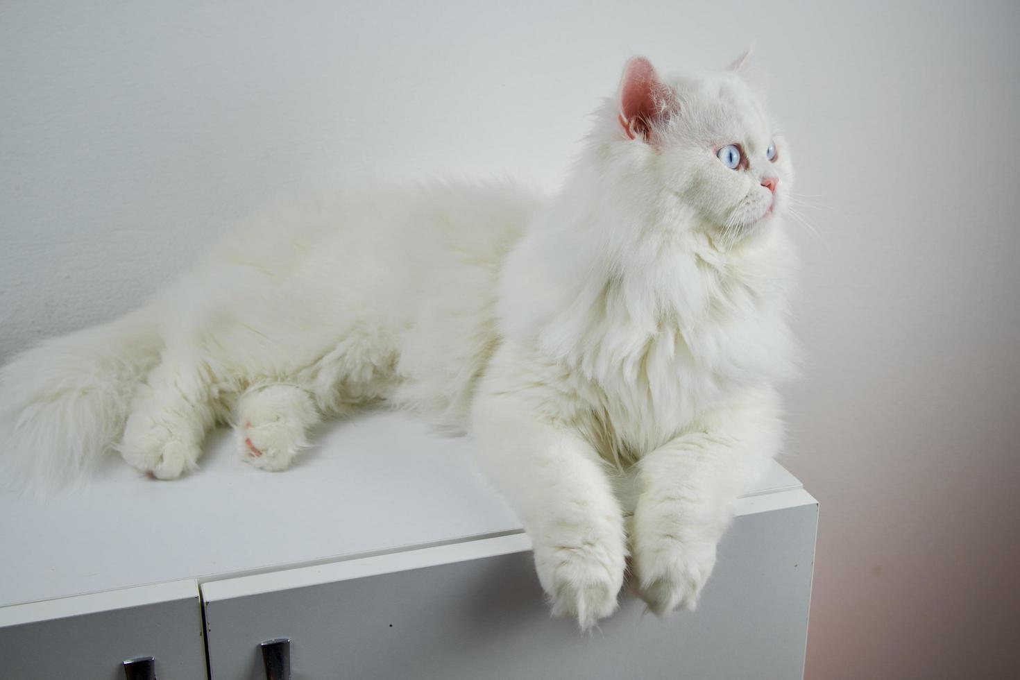 Perzische poppengezicht chinchilla witte kat. pluizig schattig huisdier met blauwe ogen foto
