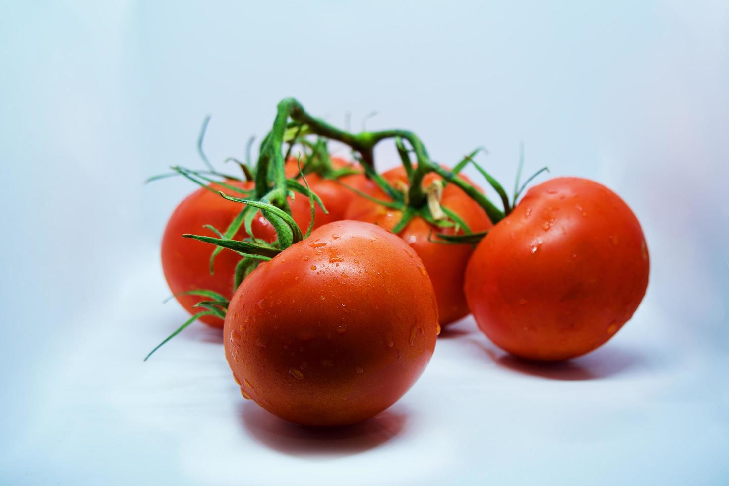 tomaten. tomaten tak. tomaten geïsoleerd op wit. met uitknippad. volledige scherptediepte. foto