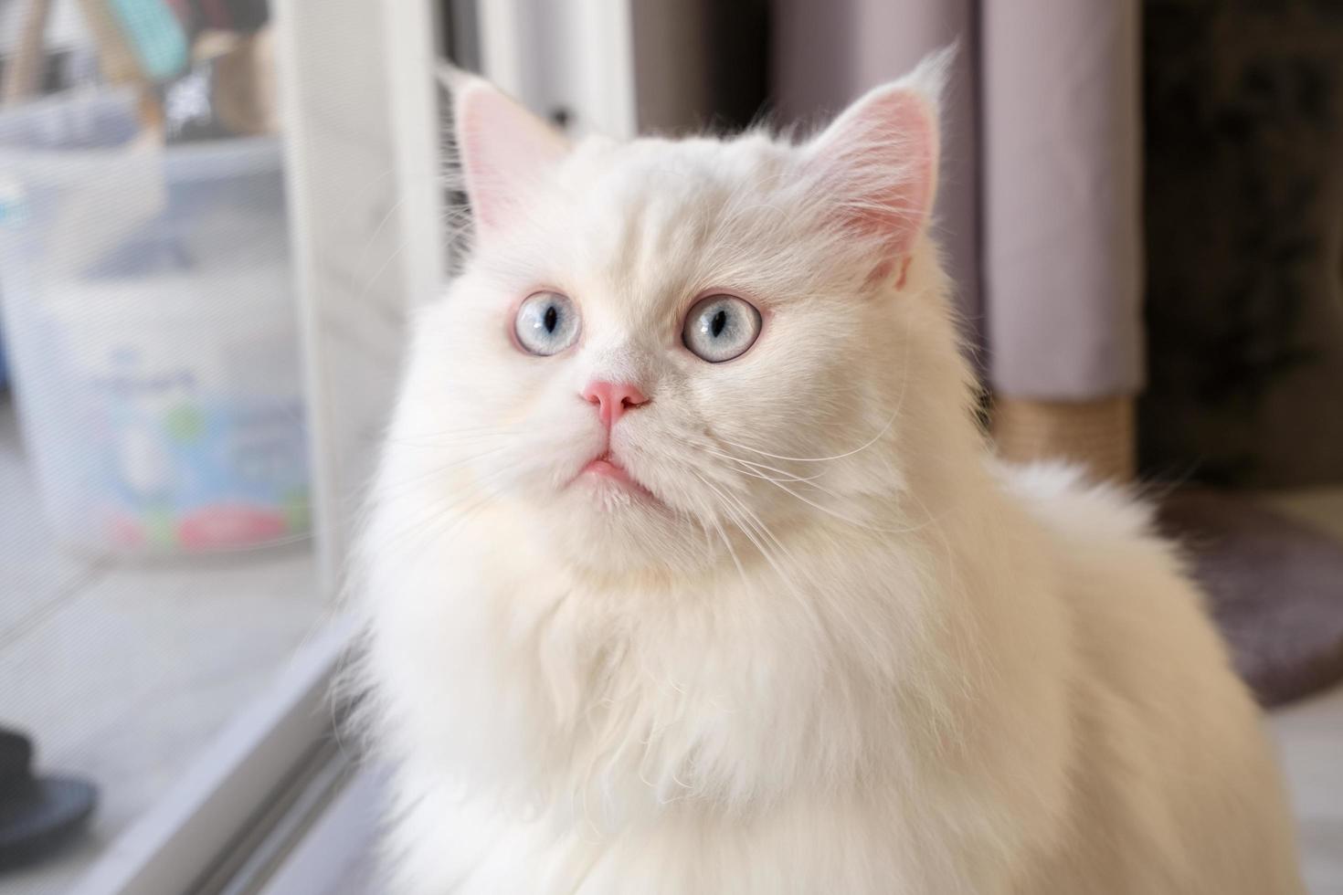 Perzische poppengezicht chinchilla witte kat. pluizig schattig huisdier met blauw oog foto