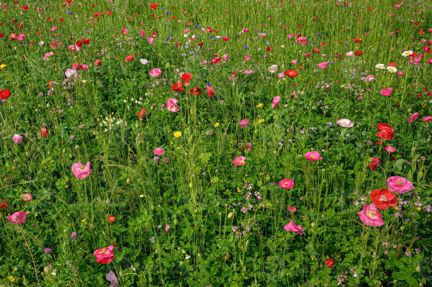 prachtige lentebloemen in de tuin foto