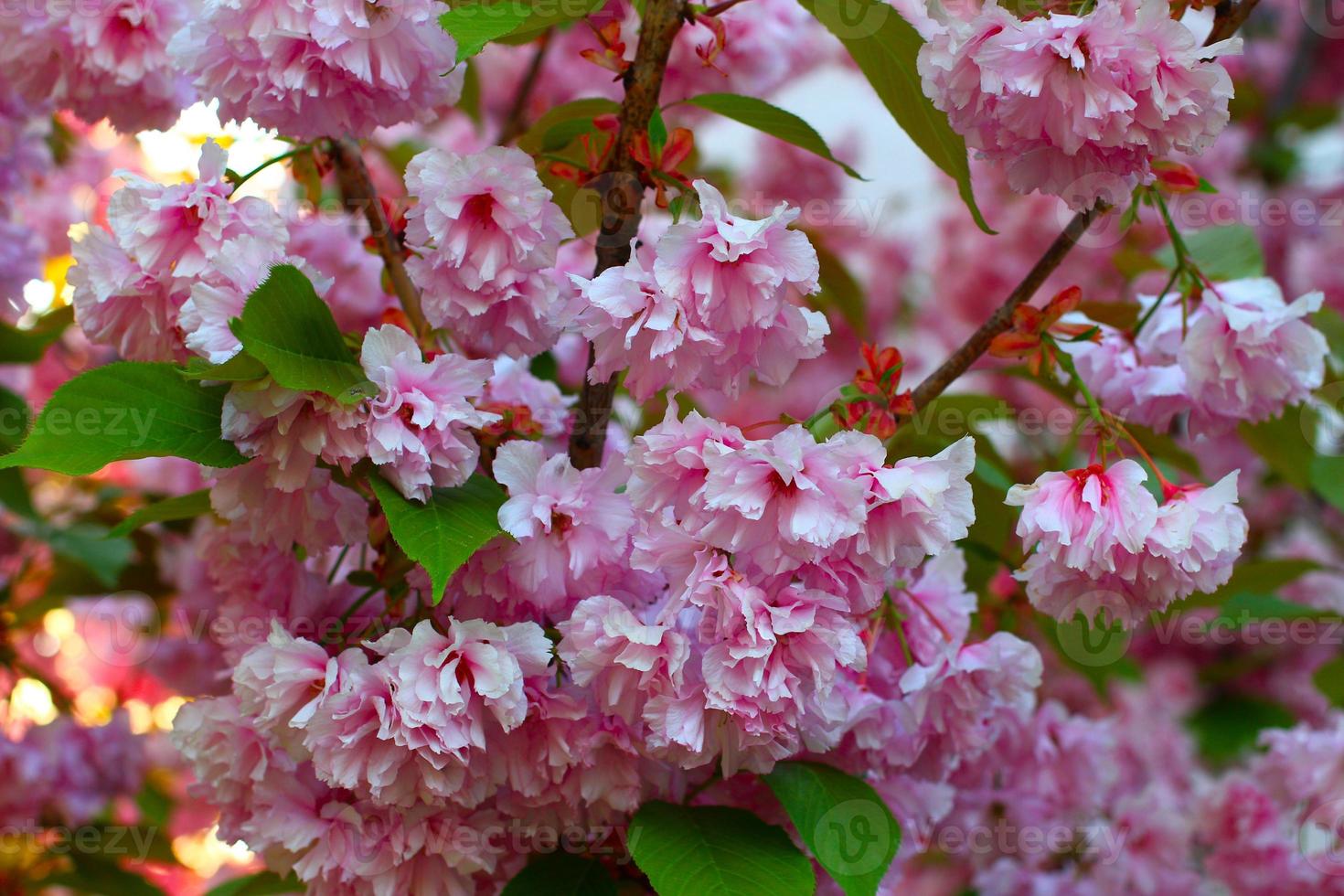 Sakura Japanse decoratieve boom. roze bloei in het voorjaar. foto