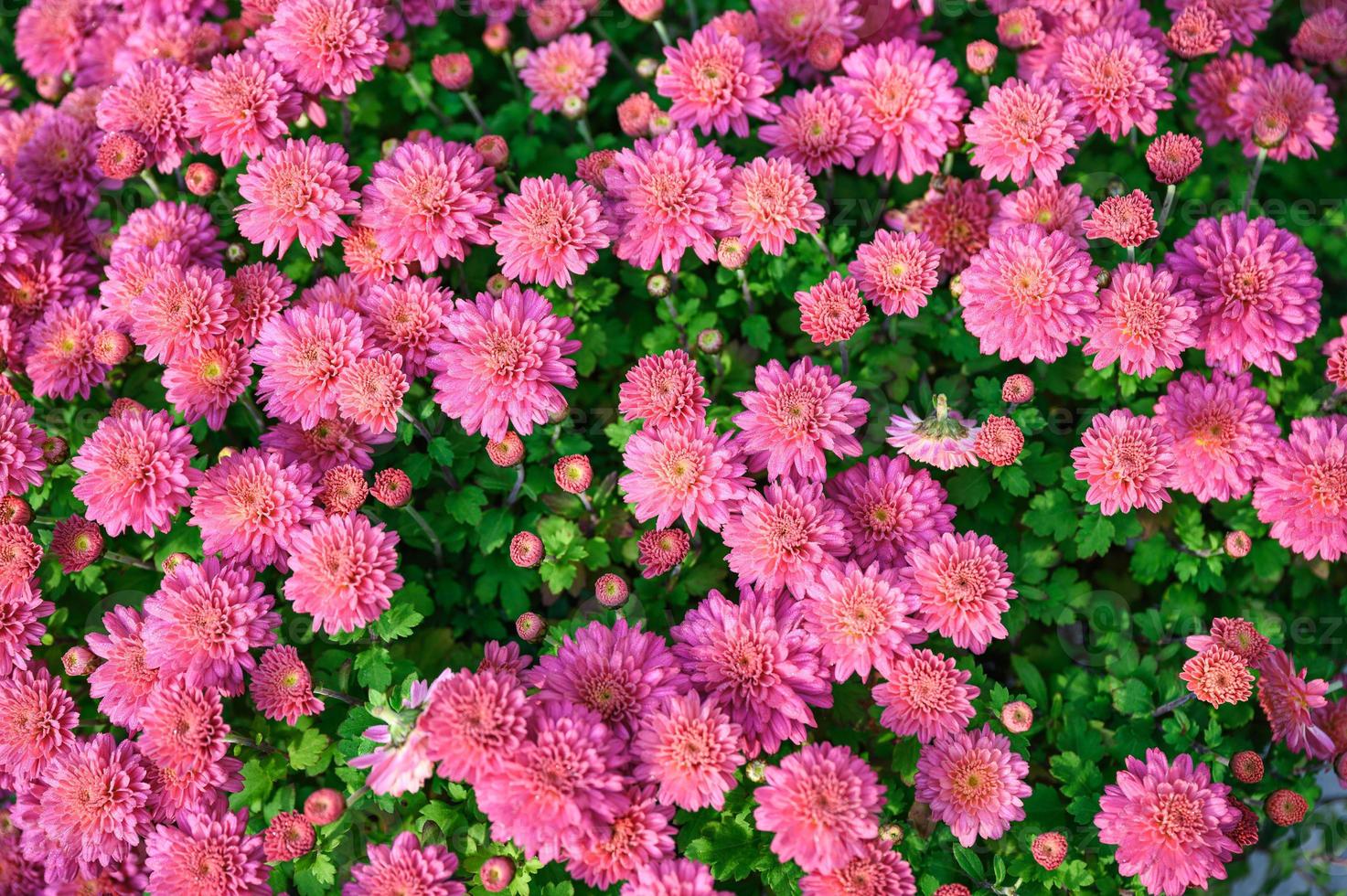 roze asteraceae bloem bloeien in de tuin foto