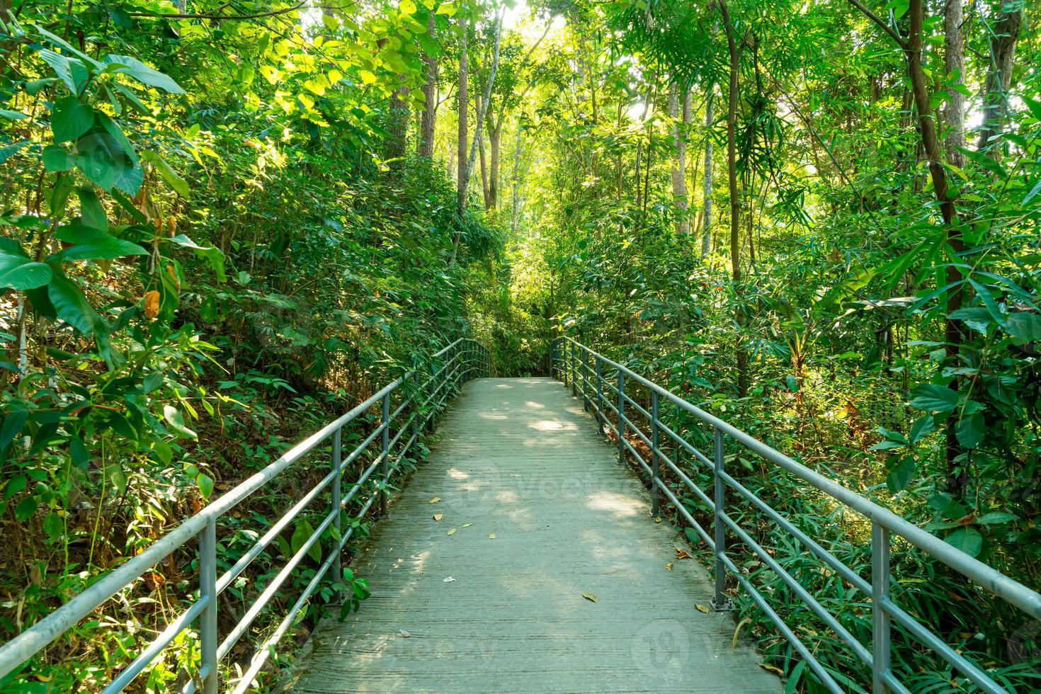 loop weg in het bos bij baldakijn wandelingen bij koningin sirikit botanische tuin chiang mai, thailand foto