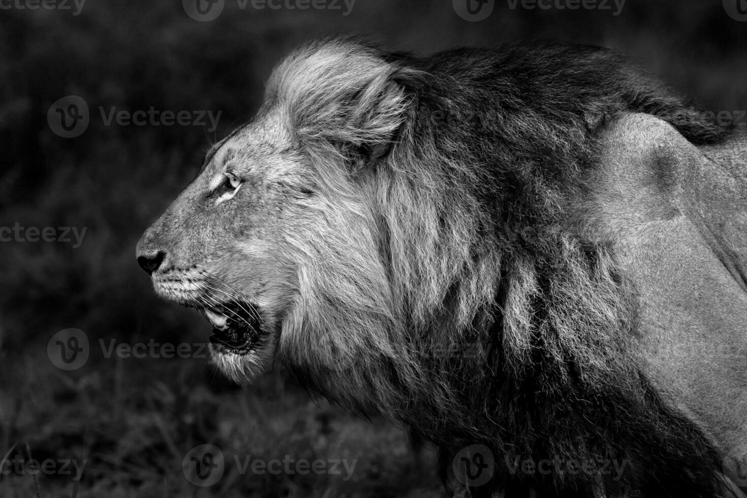 boos wild leeuw portret foto