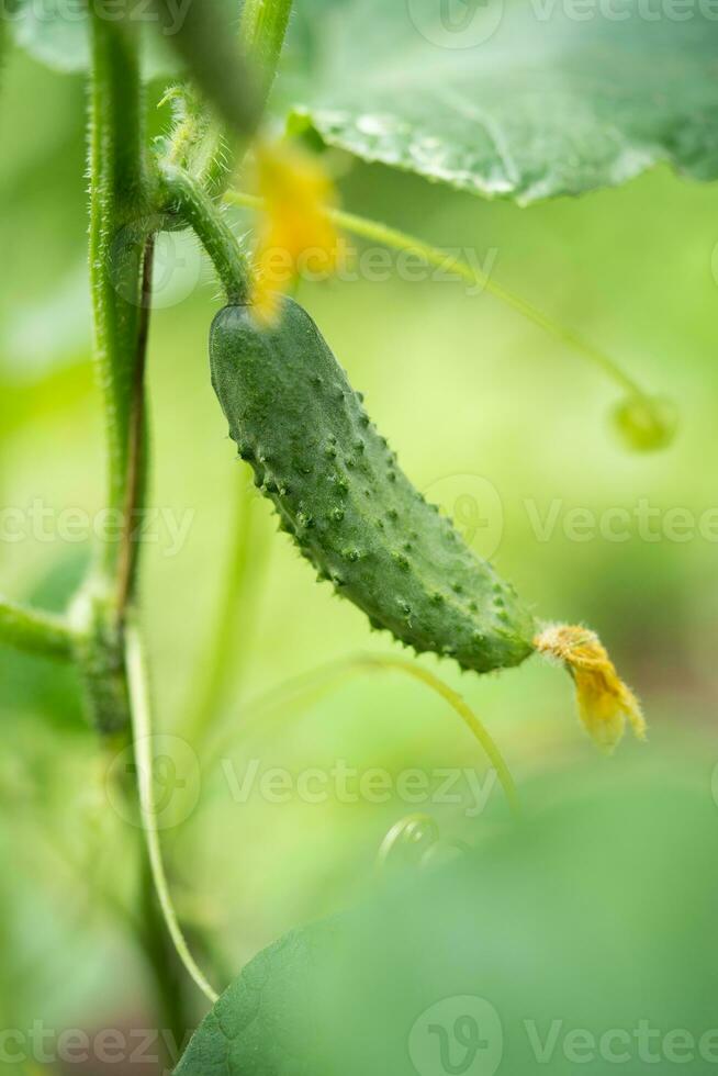 vers groen komkommers toenemen in een kas foto