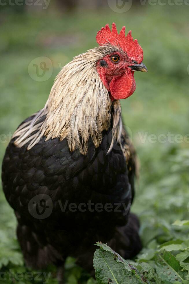 mooi kippen en hanen buitenshuis in de tuin. foto