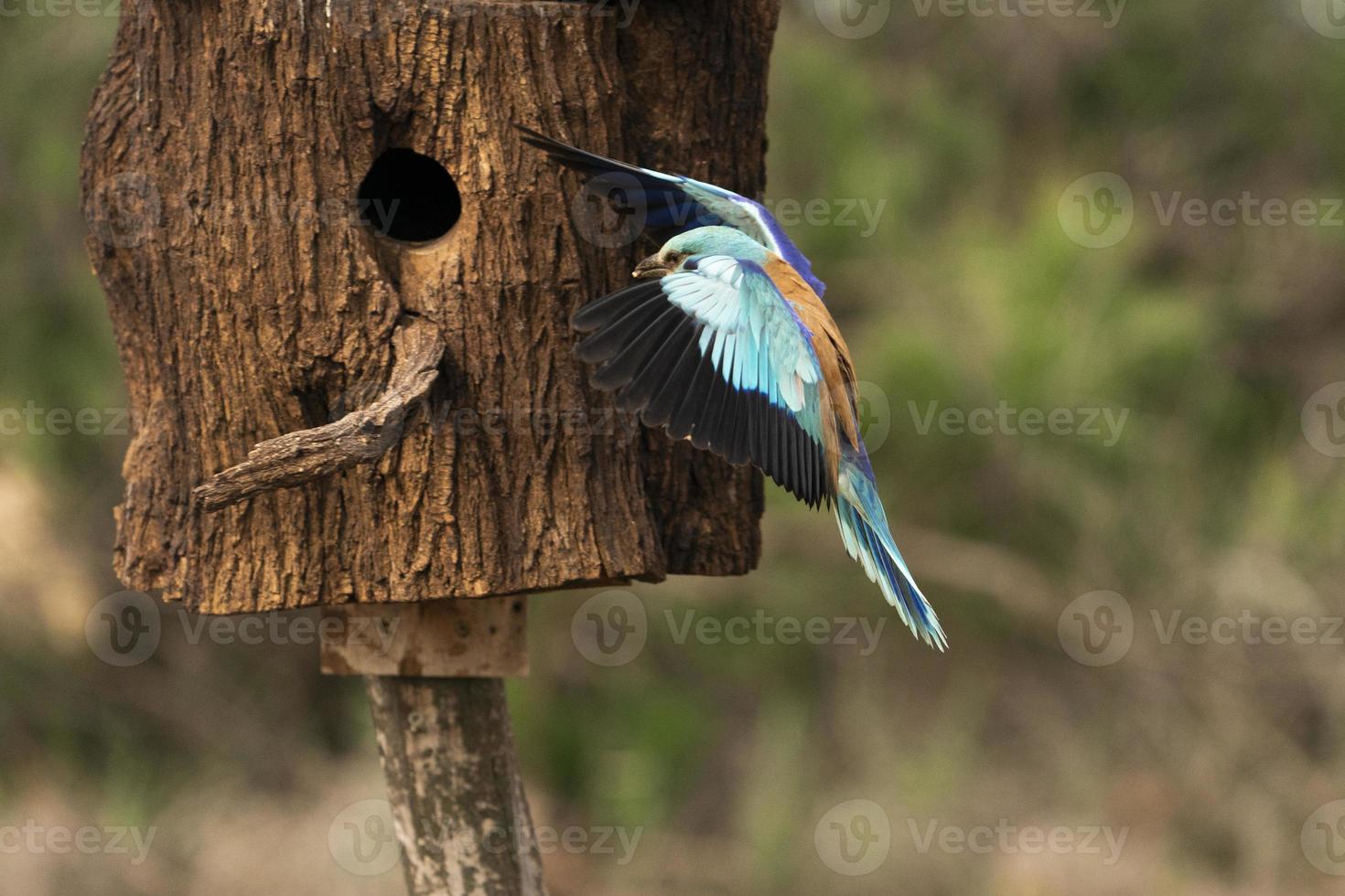 europese roller, coracias garrulus foto