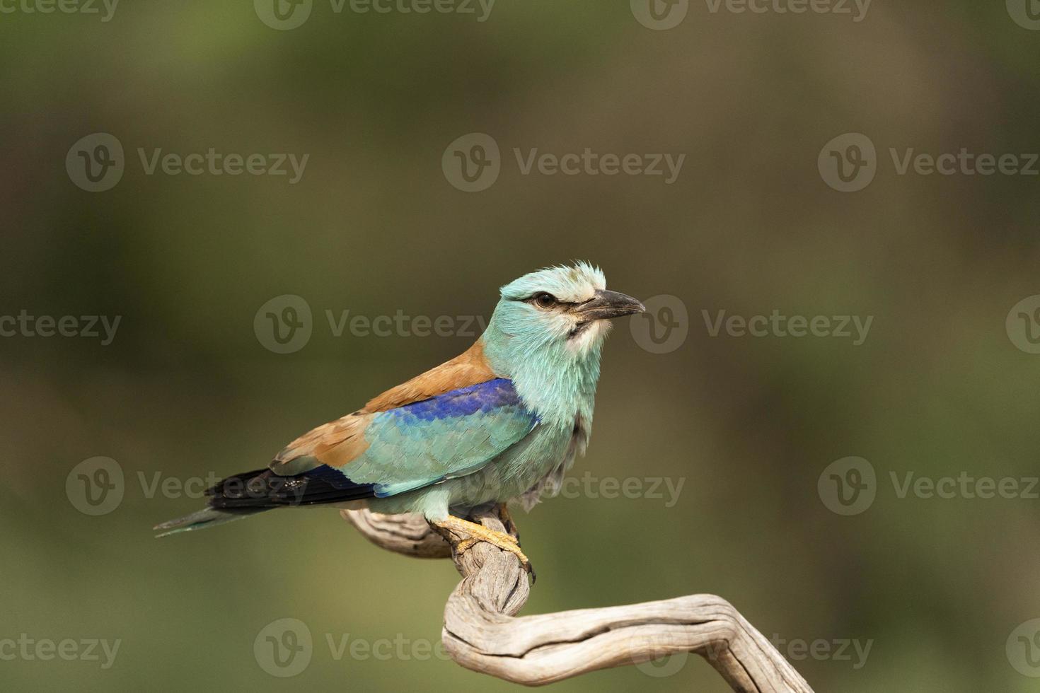 europese roller, coracias garrulus foto