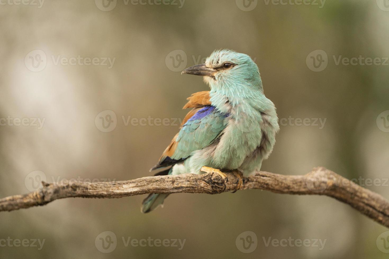 europese roller, coracias garrulus foto