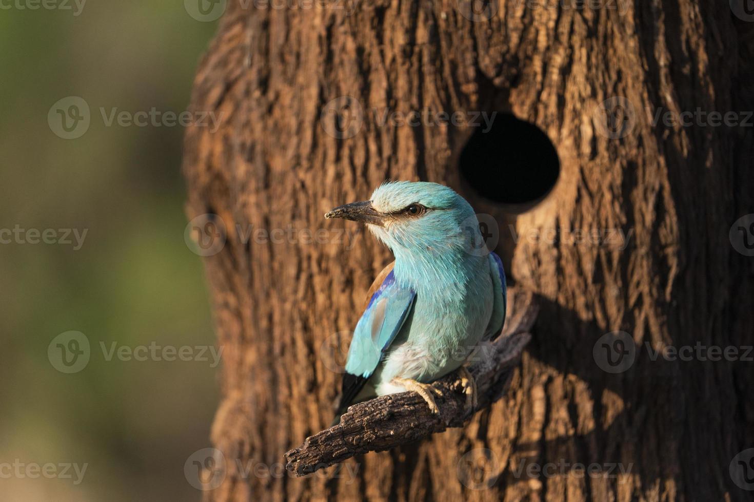 europese roller, coracias garrulus foto