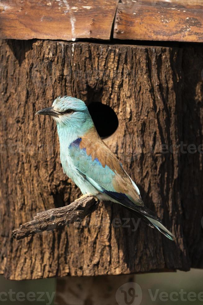 europese roller, coracias garrulus foto