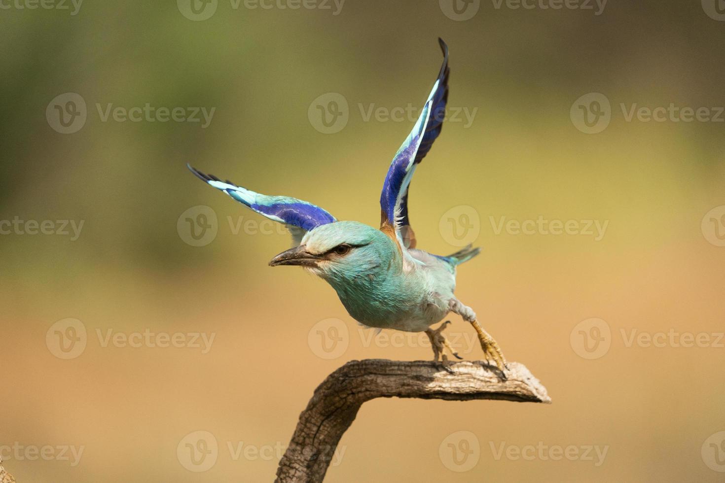 europese roller, coracias garrulus foto