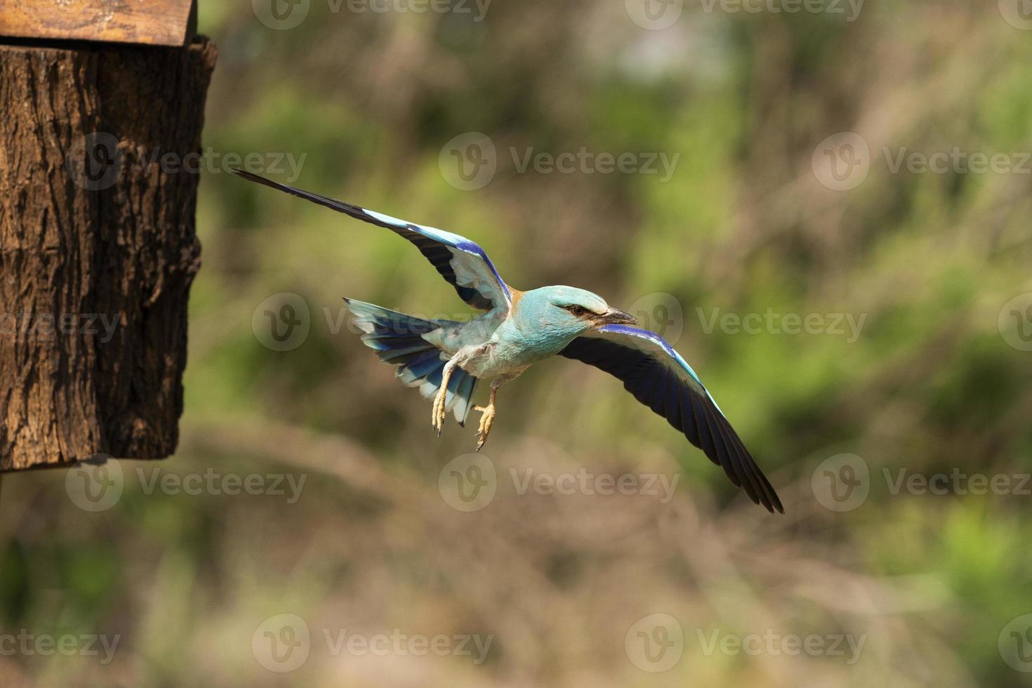 europese roller, coracias garrulus foto