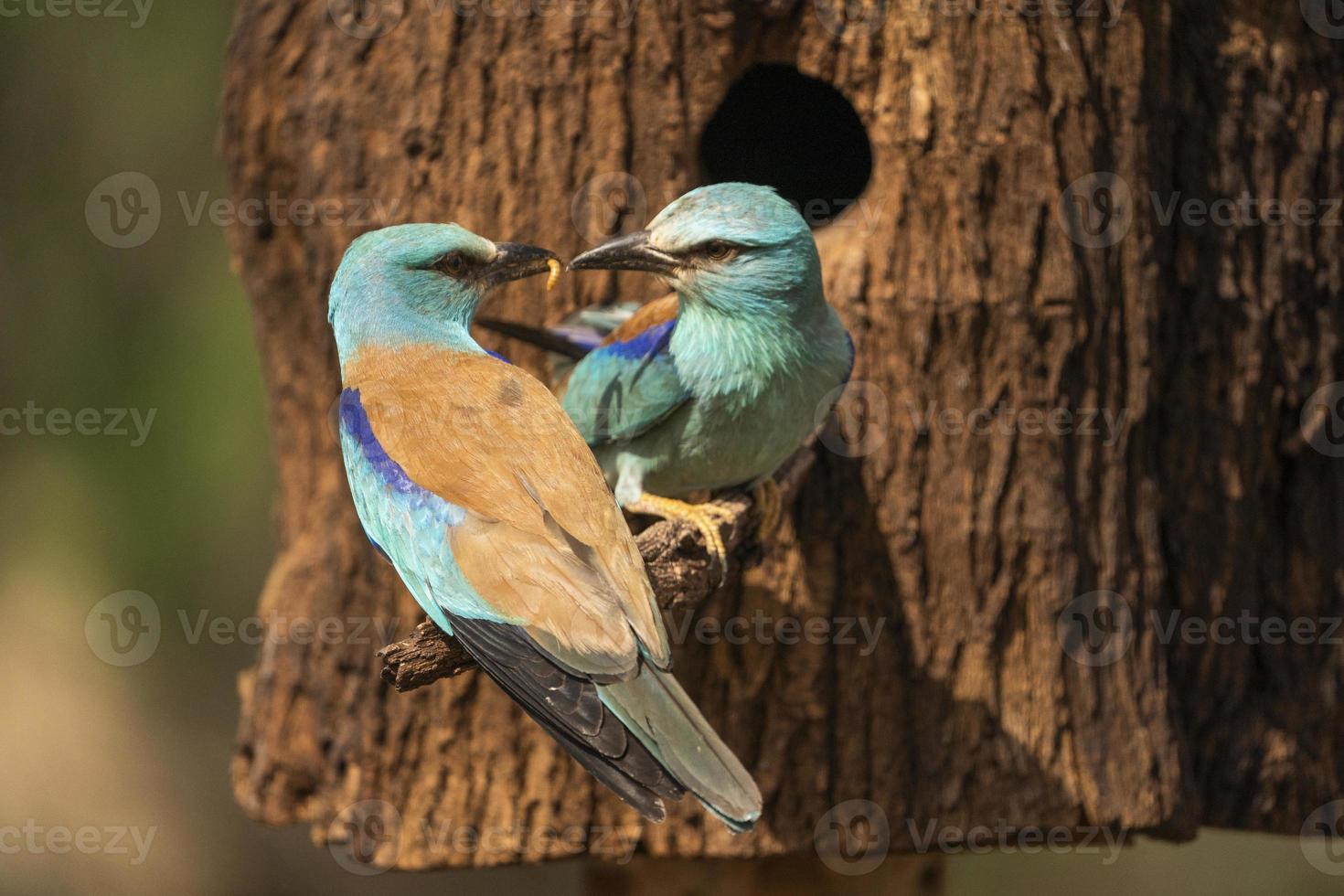 europese roller, coracias garrulus foto