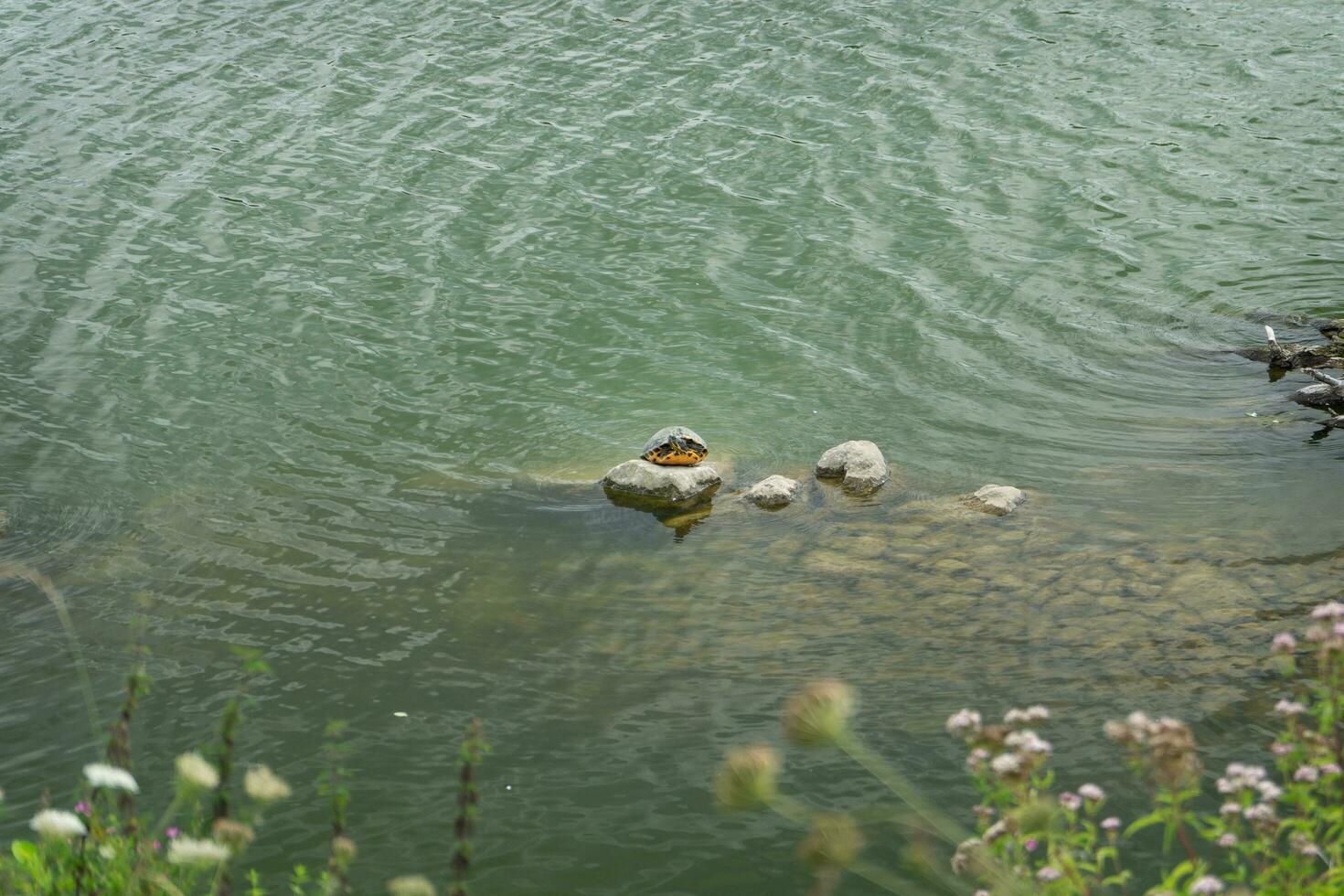 een schildpad Aan een rots foto