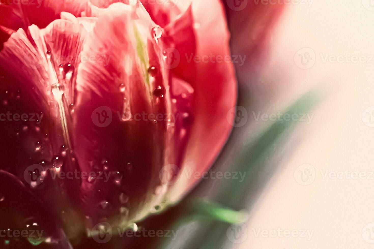 ochtend- dauw druppels Aan een mooi bloem in lente, bloemen schoonheid foto