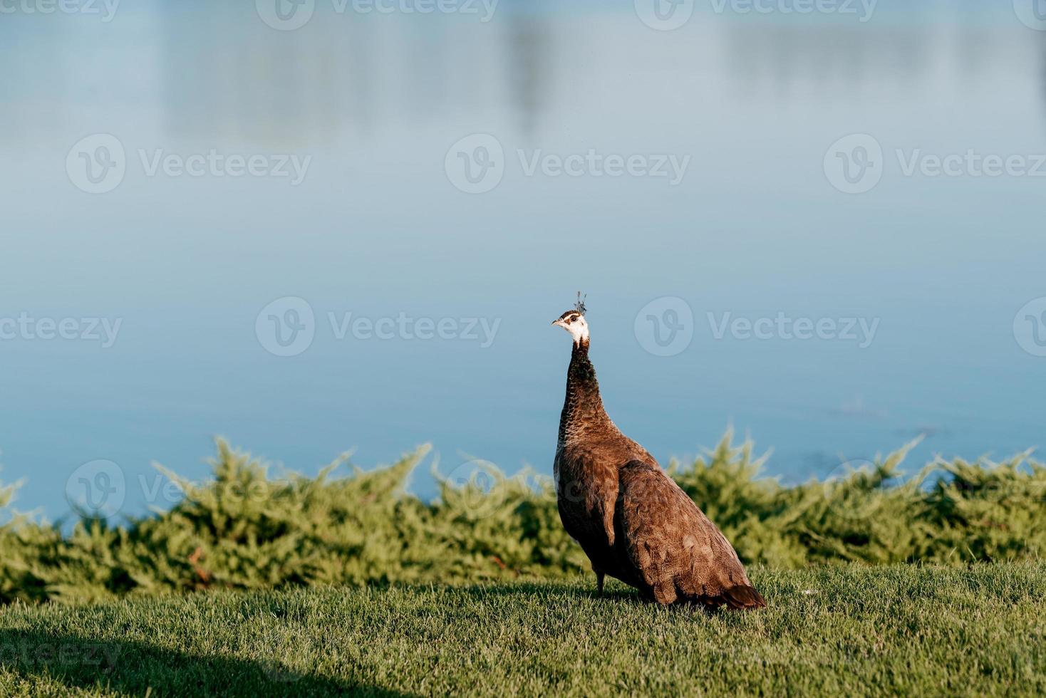 eenzame bruine pauw staat op groen gras foto