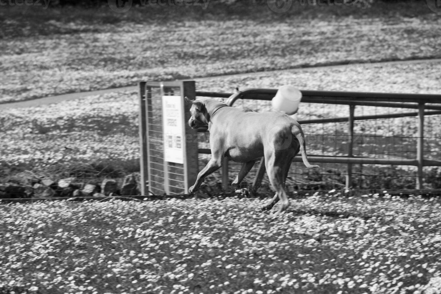 schattig huisdier hond Aan wandelen Bij lokaal openbaar park van Londen Engeland uk. foto