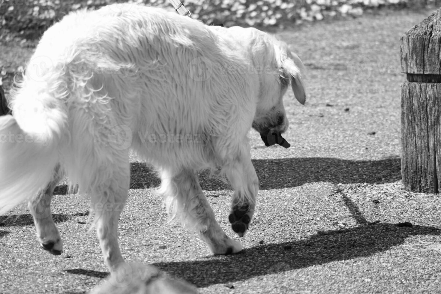 schattig huisdier hond Aan wandelen Bij lokaal openbaar park van Londen Engeland uk. foto