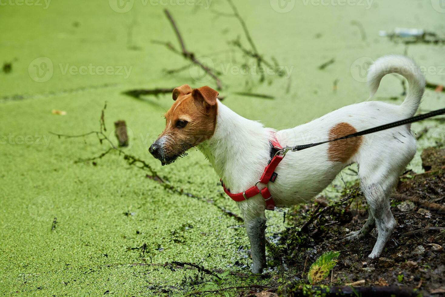 vuil hond heeft pret in de moeras foto