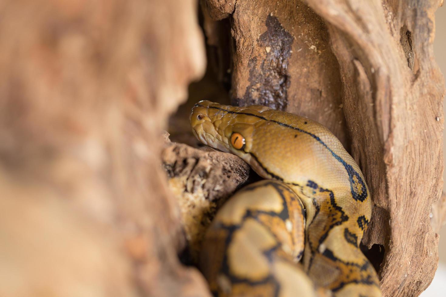 boa portret, boa constrictor slang op boomtak foto