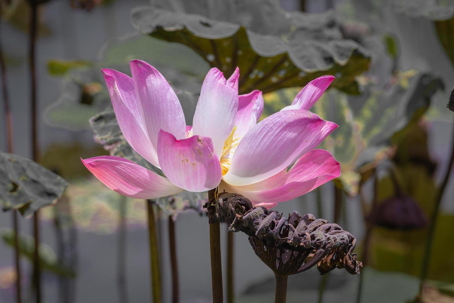 roze lotusbloem en lotusbloemplanten, selectieve kleur en focus foto