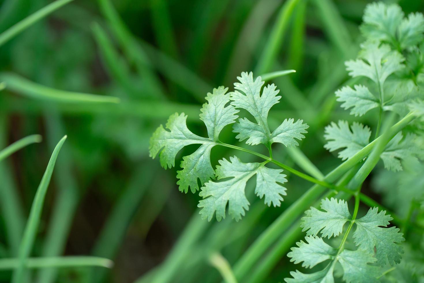 koriander groeit in de tuin foto