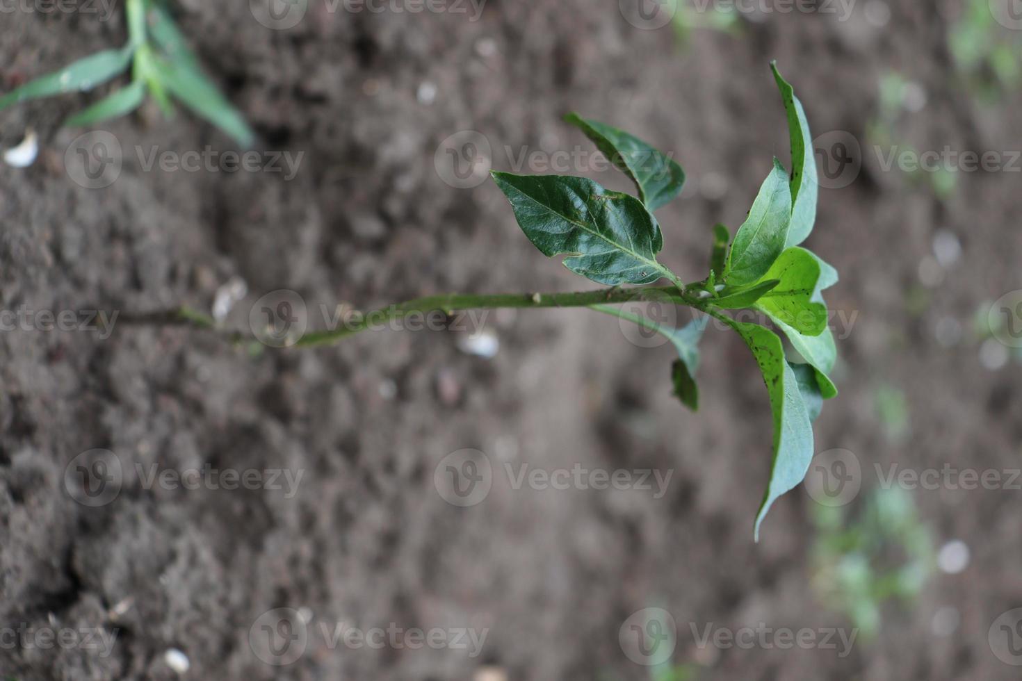 groen gekleurde chiliboom stevig foto