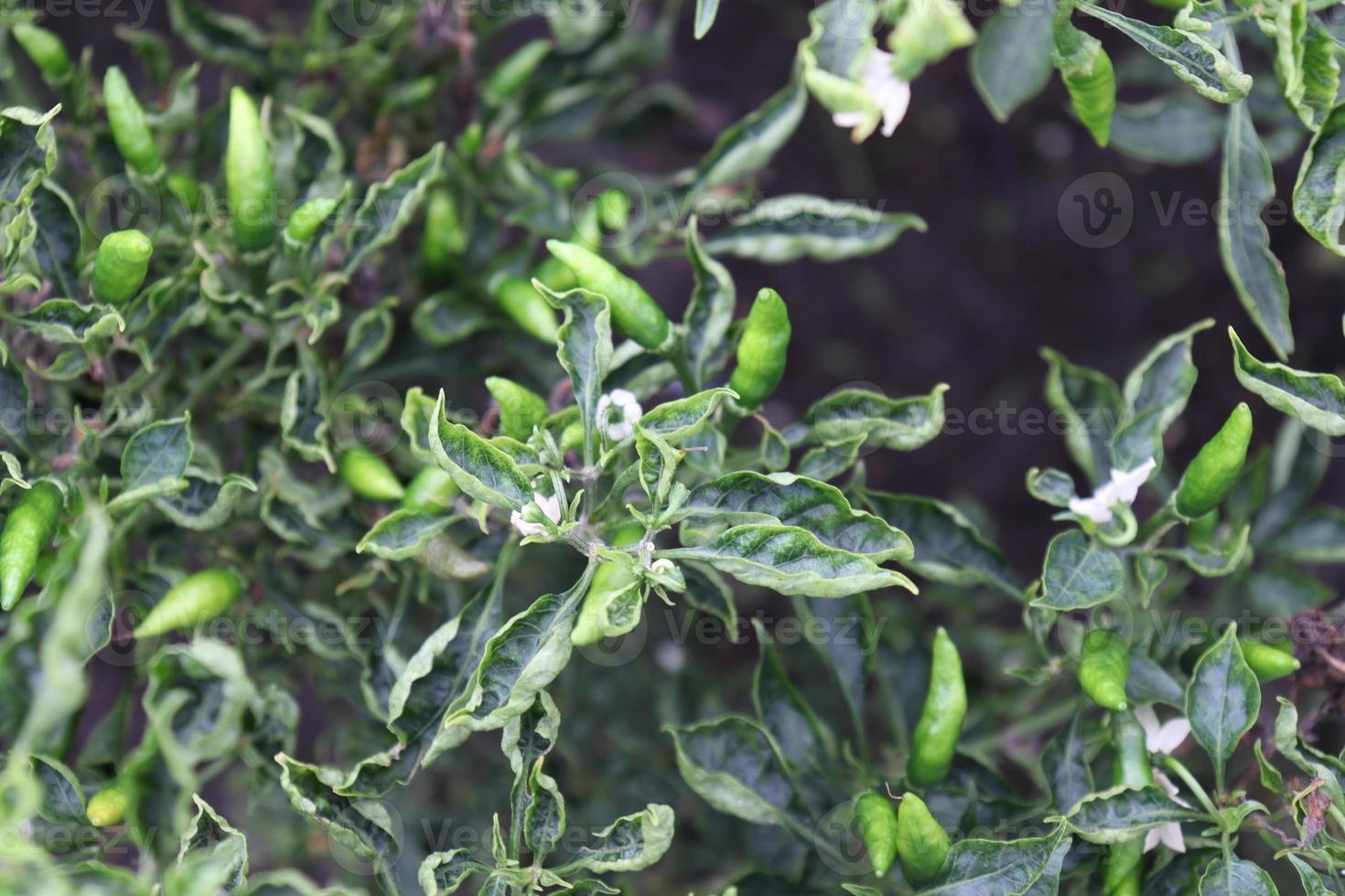 groen gekleurde chili op boom foto