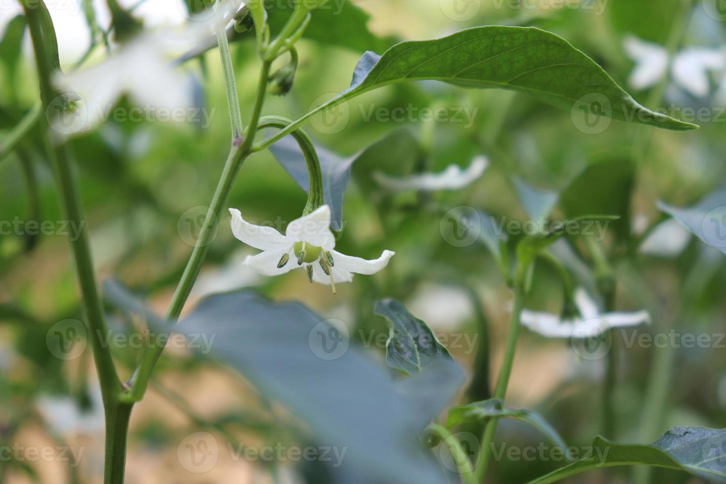 groen gekleurde chiliboom stevig foto