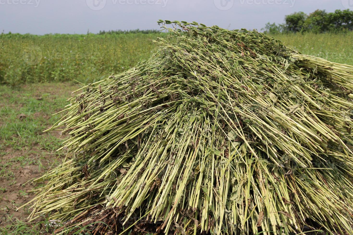 gezonde en rijpe sesamboerderij foto