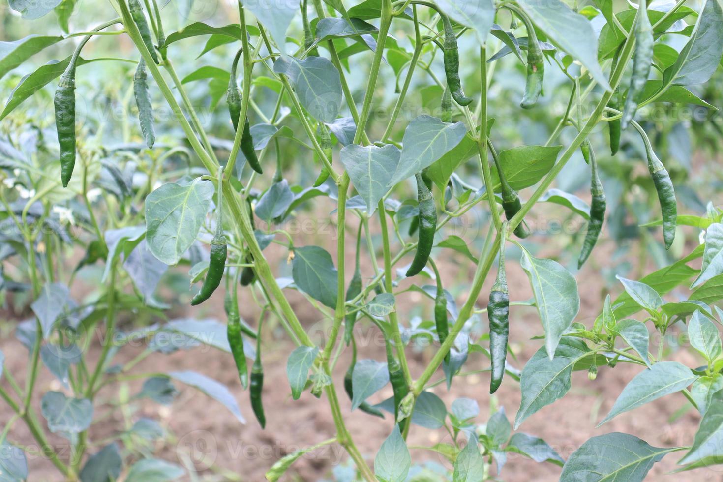groen gekleurde chili op boom foto